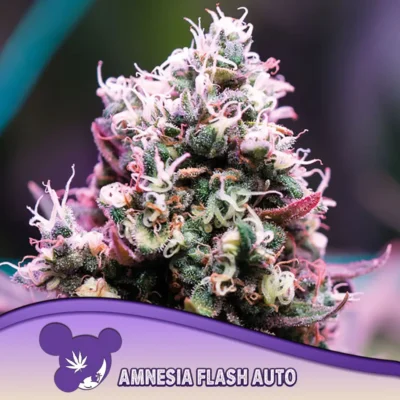 Anesia Seeds Amnesia Flash Auto – 3 Stück