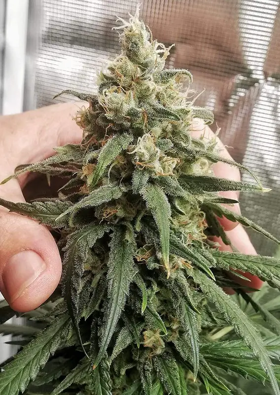 Amsterdam Amnesia Dutch Passion Seed company B