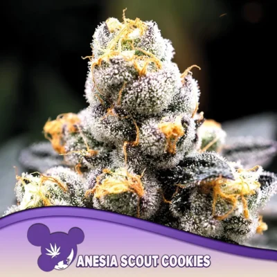 Anesia Seeds Anesia Scout Cookies – 3 Stück