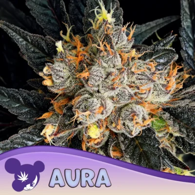 Anesia Seeds Aura – 3 Stück