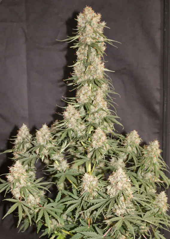 Auto Blueberry Dutch Passion Seed company v2B