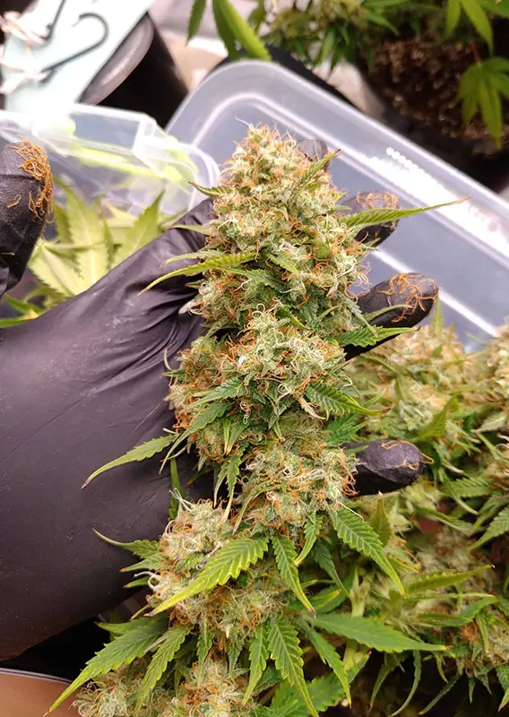 Auto Blueberry Dutch Passion Seed company v2C