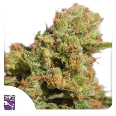 Dutch Passion Auto Bruce Lemon Diesel