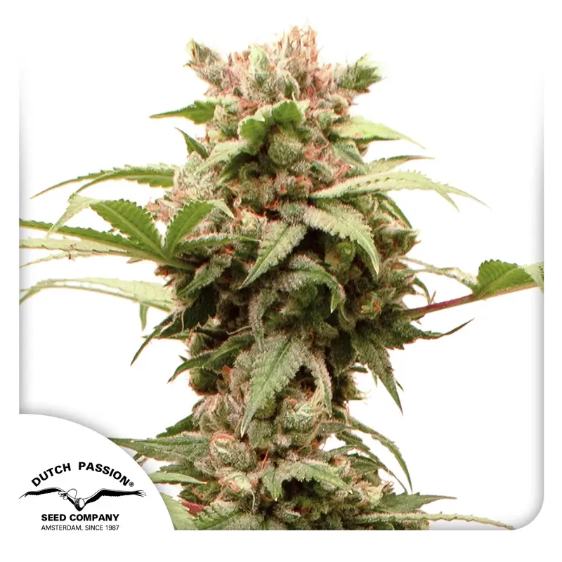 Auto CBG Force Dutch Passion Seed company
