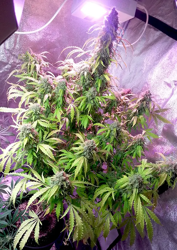 Auto Daiquiri Lime Dutch Passion Seed company v2B