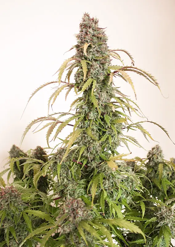 Auto Daiquiri Lime Dutch Passion Seed company v2C