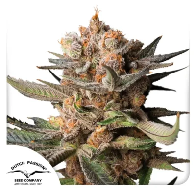 Dutch Passion Auto Frozen Biscotti