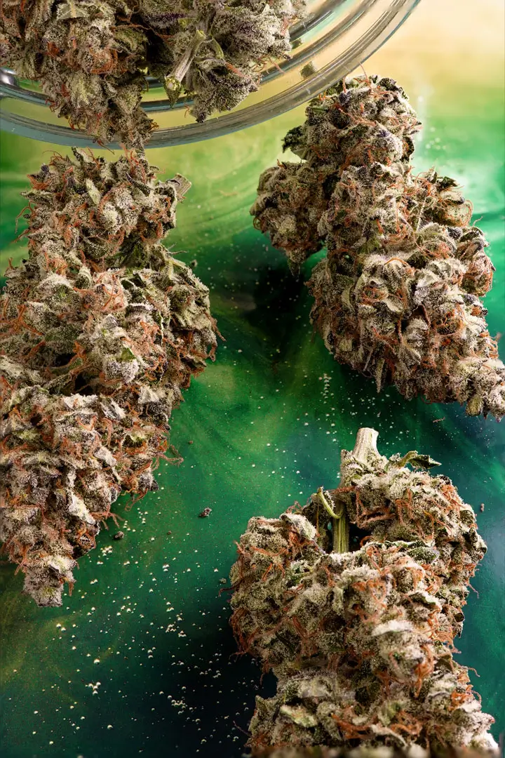 Auto Melonade Runtz dry yield