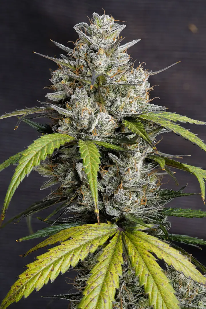 Auto Melonade Runtz frosty flower