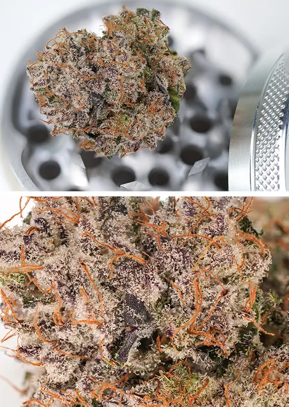 Auto Mimosa Punch Dutch Passion Seed company v2B