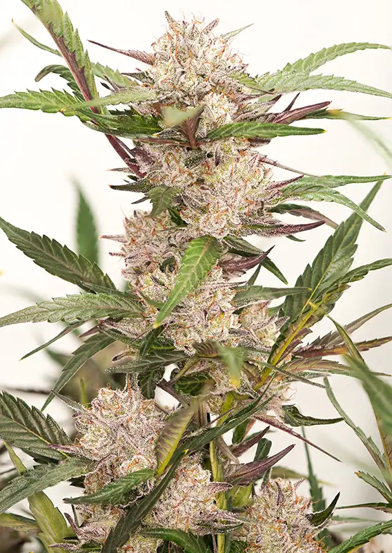 Auto Mimosa Punch Dutch Passion Seed company v2C