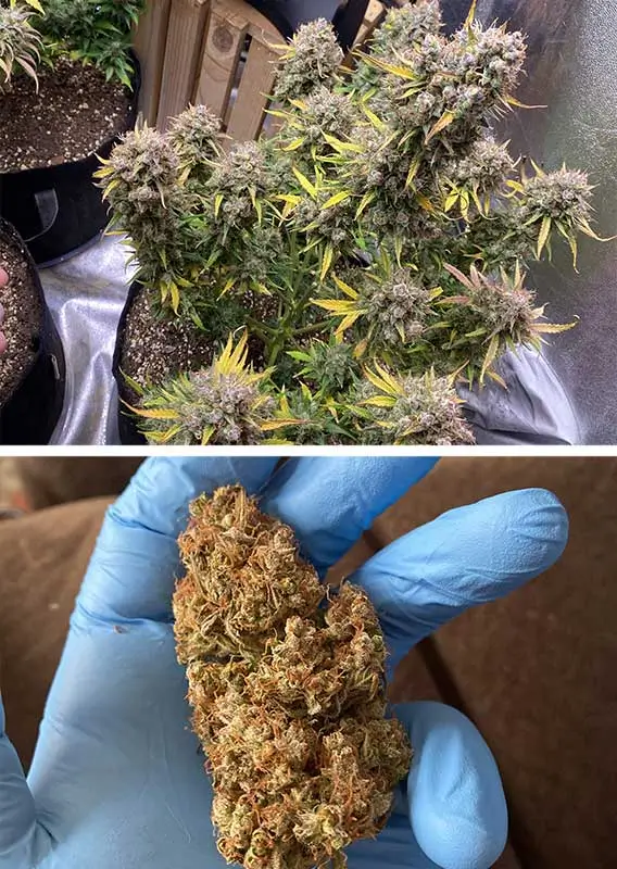 Auto Night Queen Dutch Passion Seed company v2C