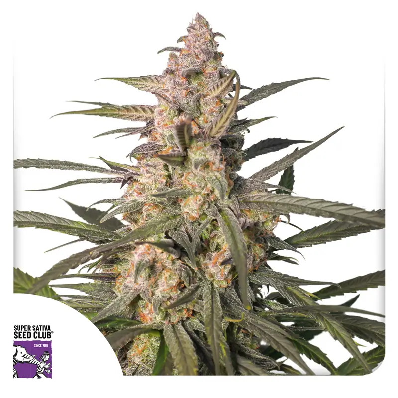 Auto Northern Dragon Fuel Super Sativa Seed Club