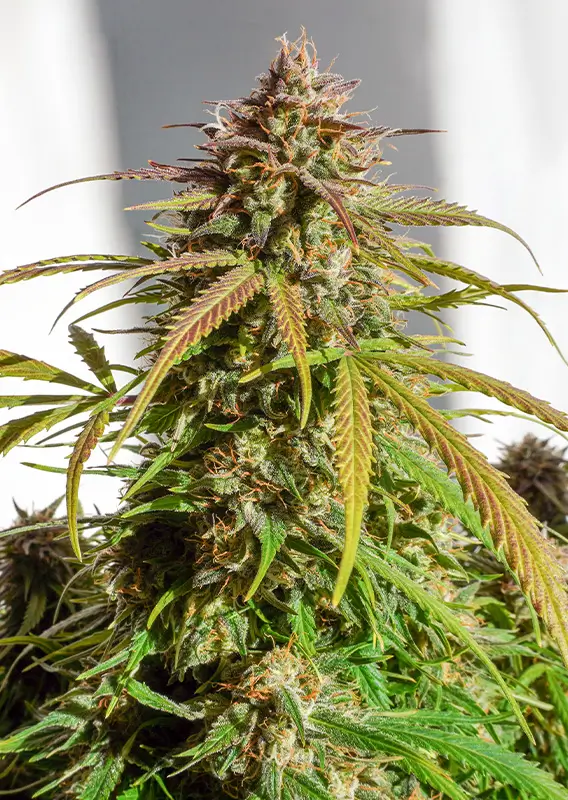 Auto Orange Bud Dutch Passion Seed company v2B