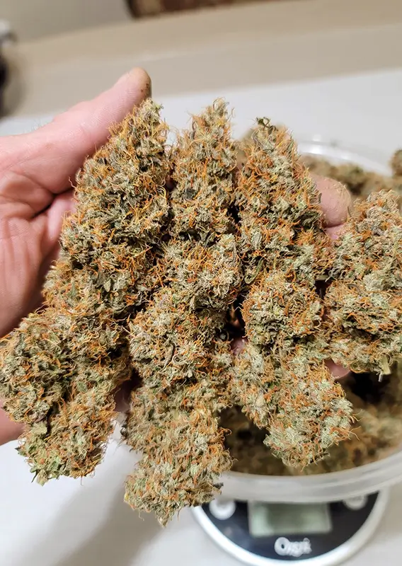 Auto Power Plant Dutch Passion Seed company v2C