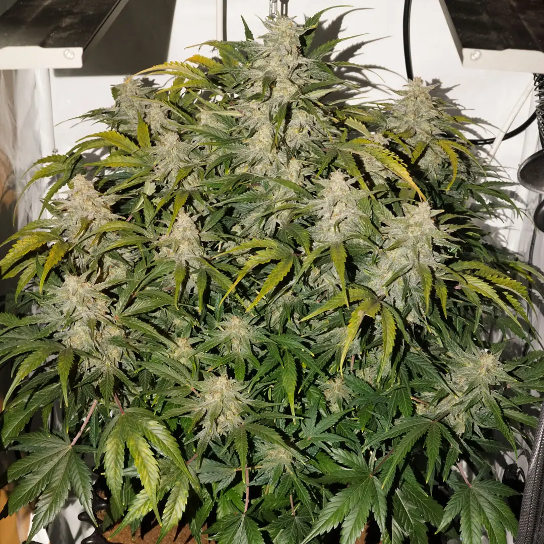 Auto SFV OG frosty plant