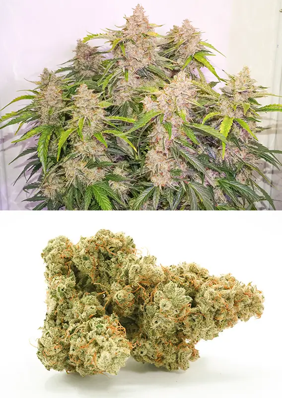 Auto Skywalker Haze Dutch Passion Seed company v2B