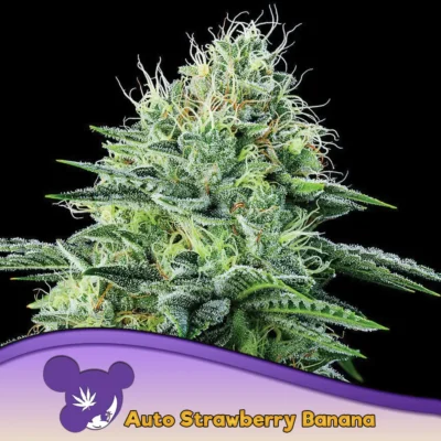 Anesia Seeds Auto Strawberry Banana – 3 Stück