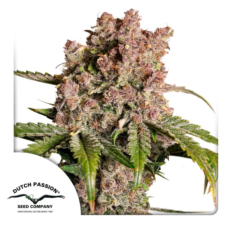 Auto Strawberry Soda 800x800