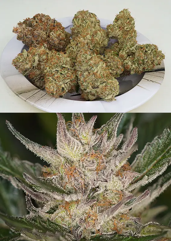 Auto Trichome & Cream Dutch Passion Seed company v2C