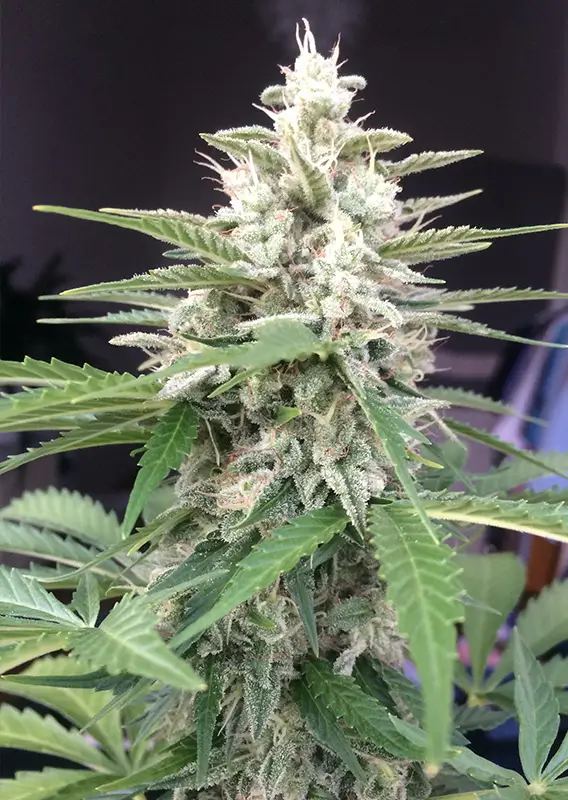 Auto White Widow Dutch Passion Seed company v2C