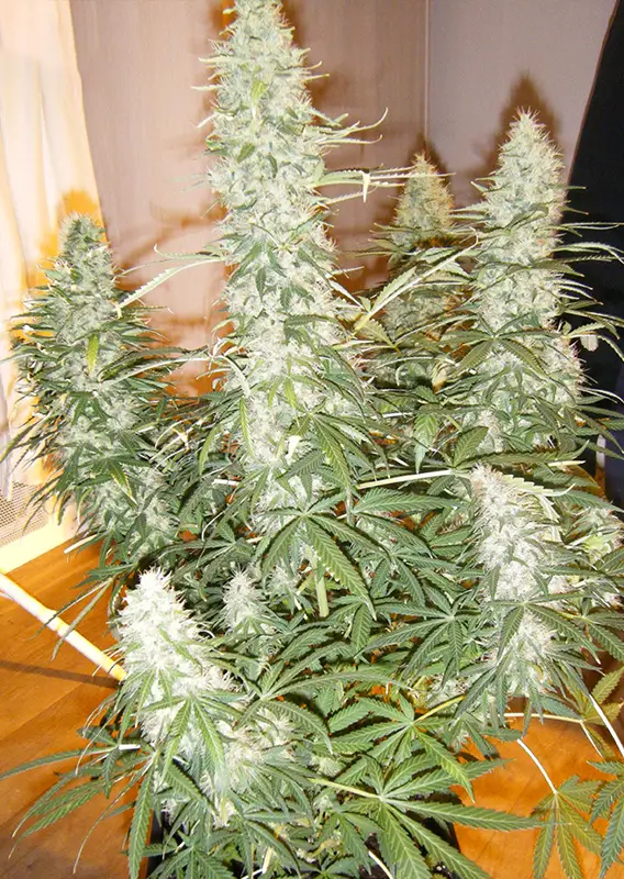 Auto Xtreme Dutch Passion Seed company v2C