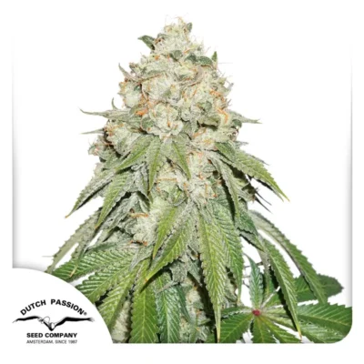 Dutch Passion Banana Blaze 3er Pack