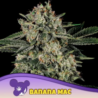 Anesia Seeds Banana MAC – 3 Stück