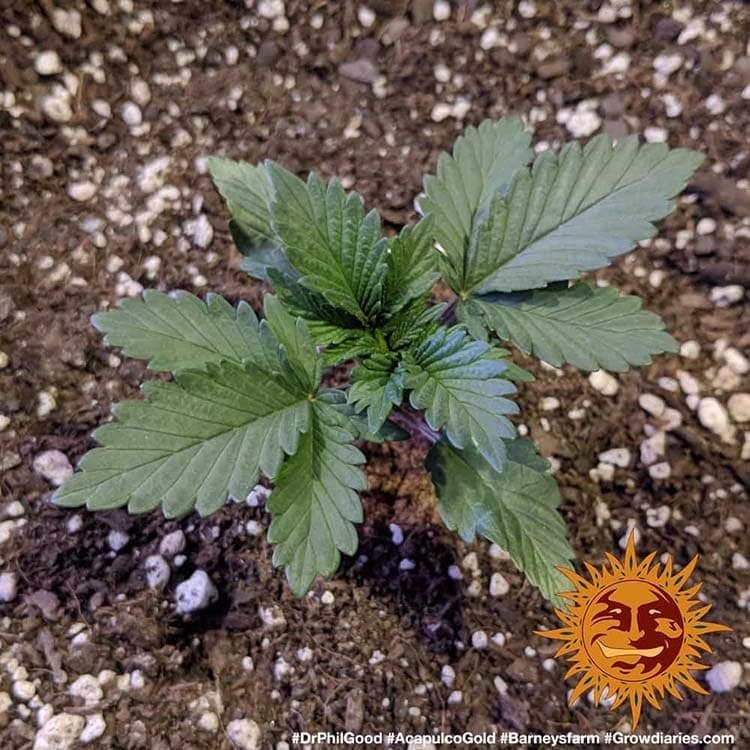 Barneys Farm Acapulco Gold 2