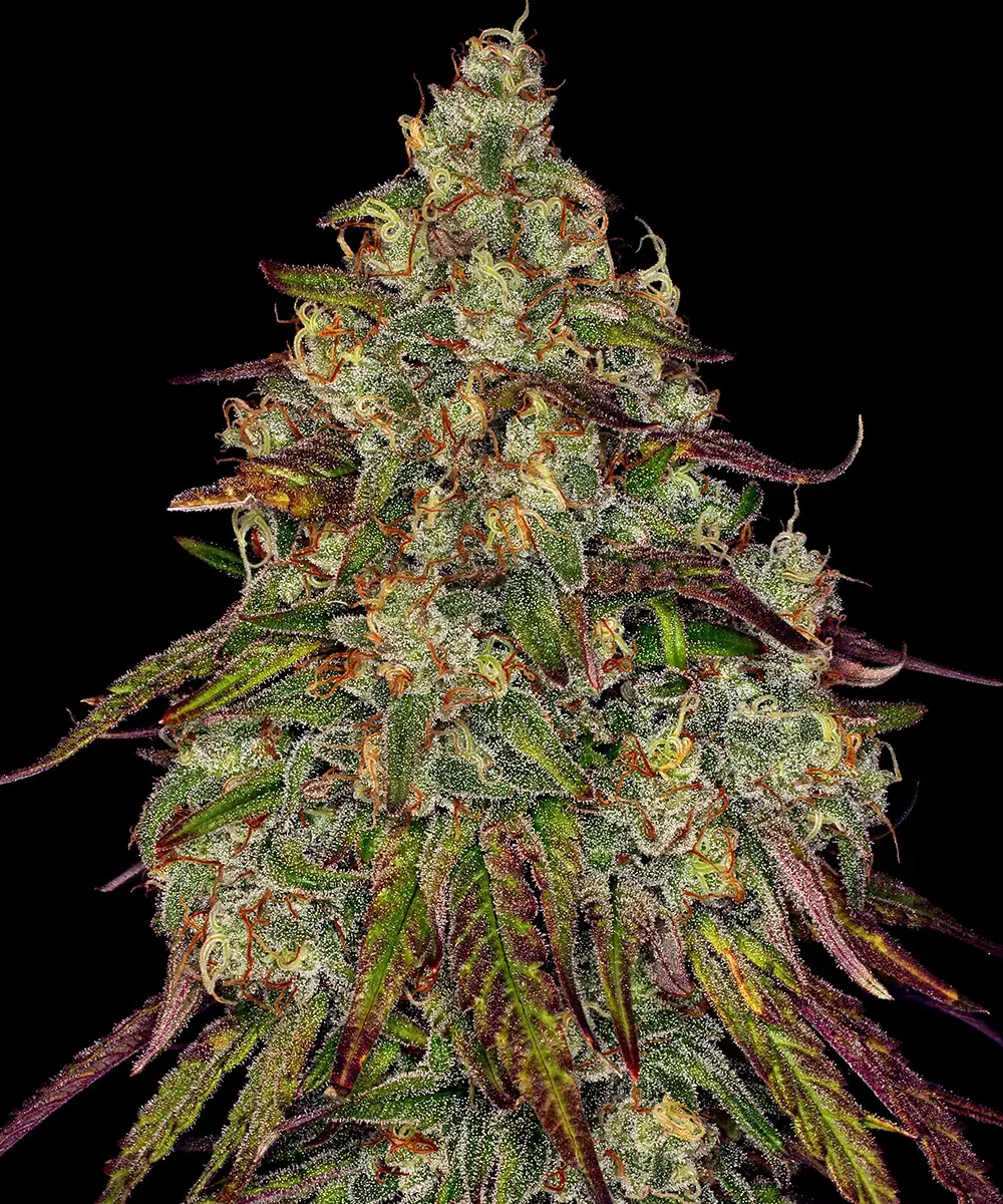 Barneys Farm Amnesia Lemon