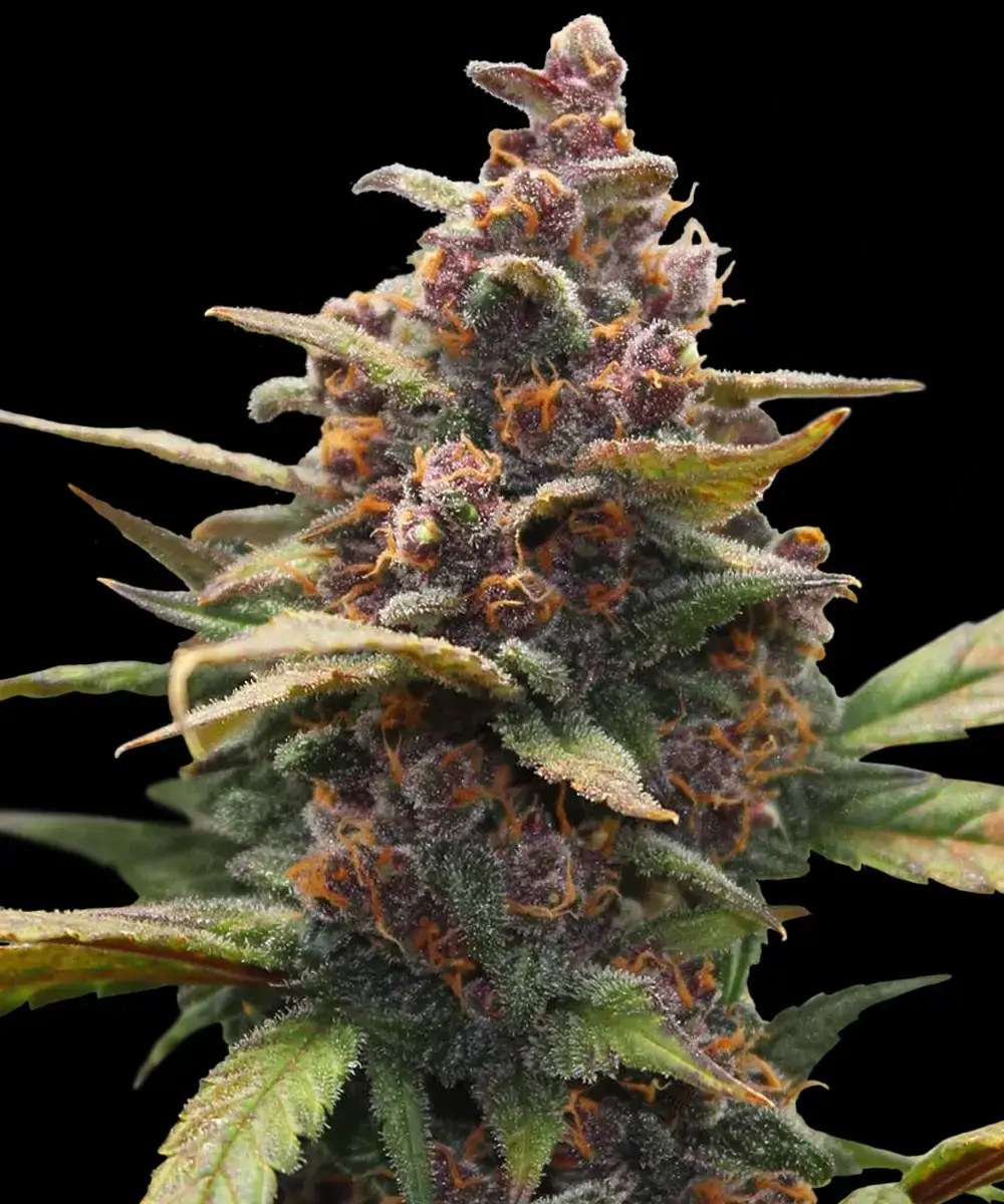 Barneys Farm Ayahuasca Purple