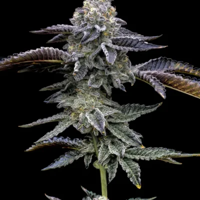 Barneys Farm Blue Dream