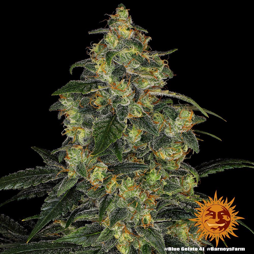Barneys Farm Blue Gelato 41 2