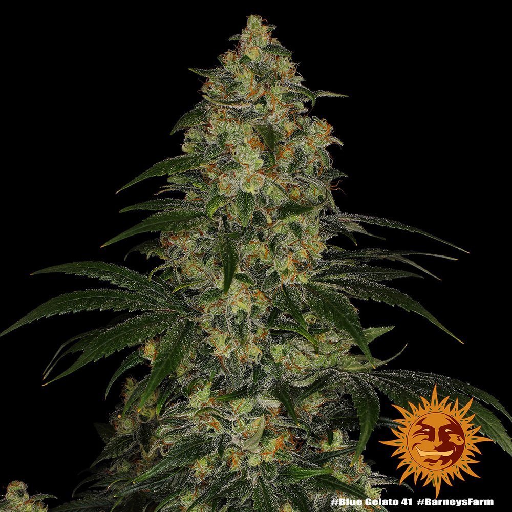 Barneys Farm Blue Gelato 41 4