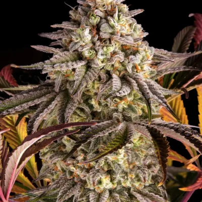 Barneys Farm Blue Sunset Sherbert