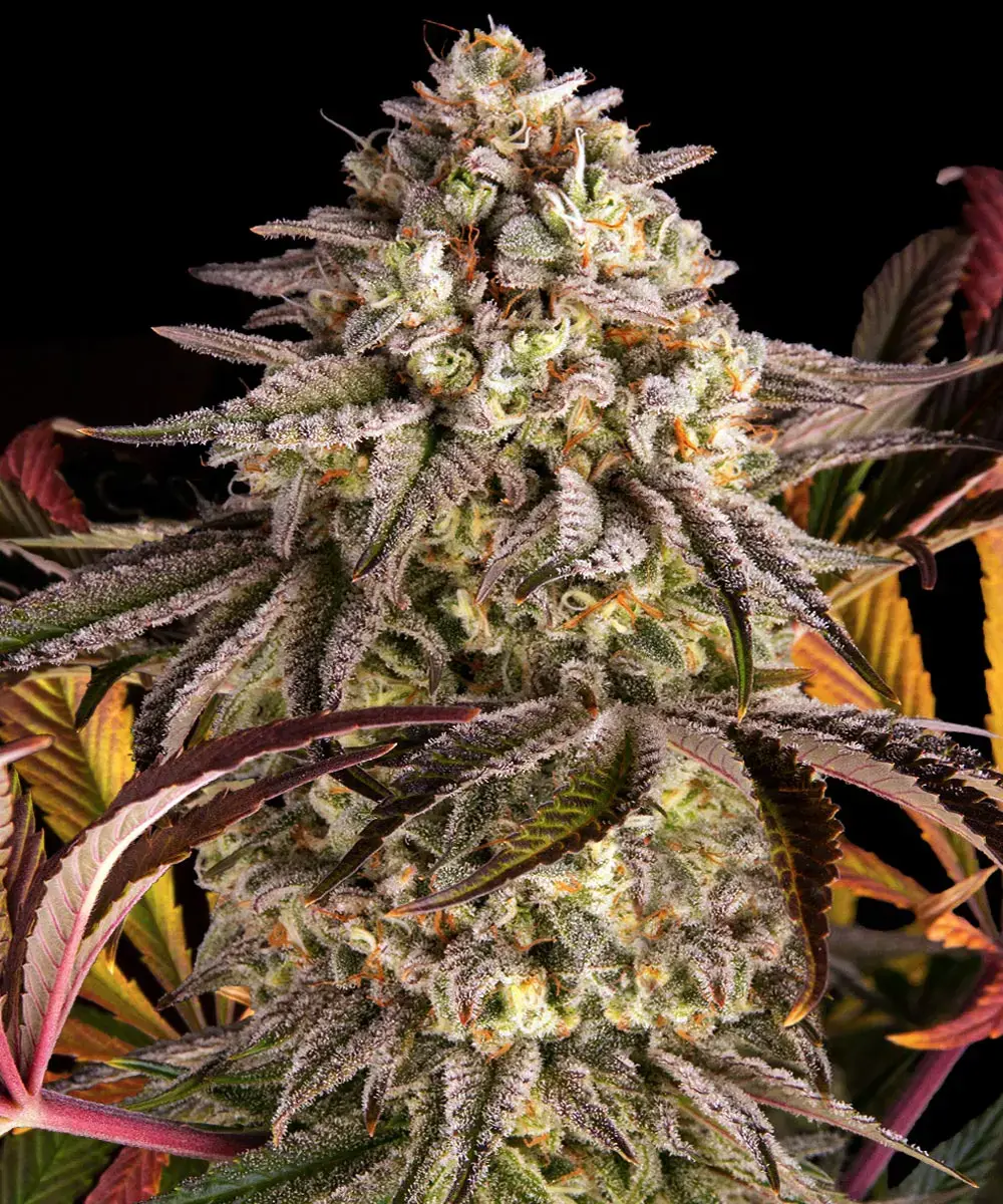 Barneys Farm Blue Sunset Sherbert
