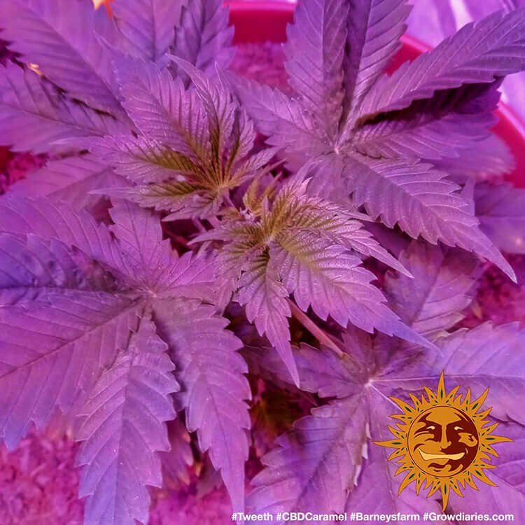 Barneys Farm CBD Caramel 3