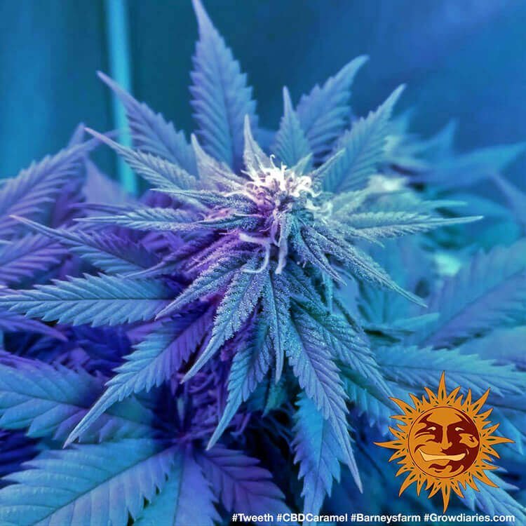 Barneys Farm CBD Caramel 4