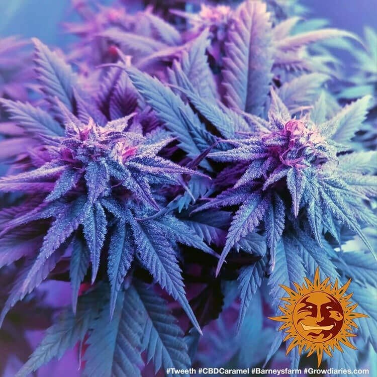 Barneys Farm CBD Caramel 5