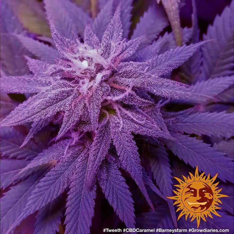 Barneys Farm CBD Caramel 6