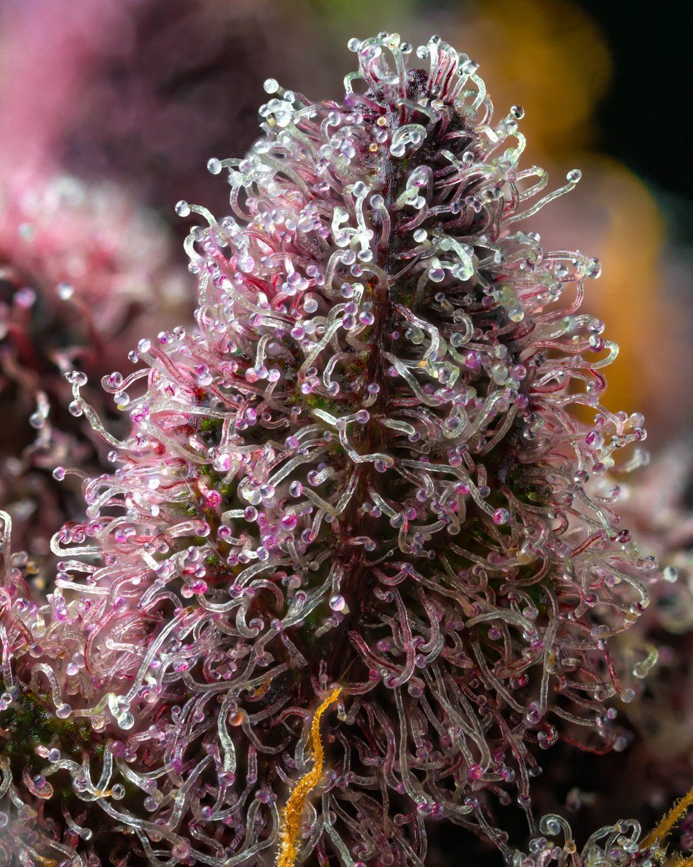 Barneys Farm Cherry Poppers 3