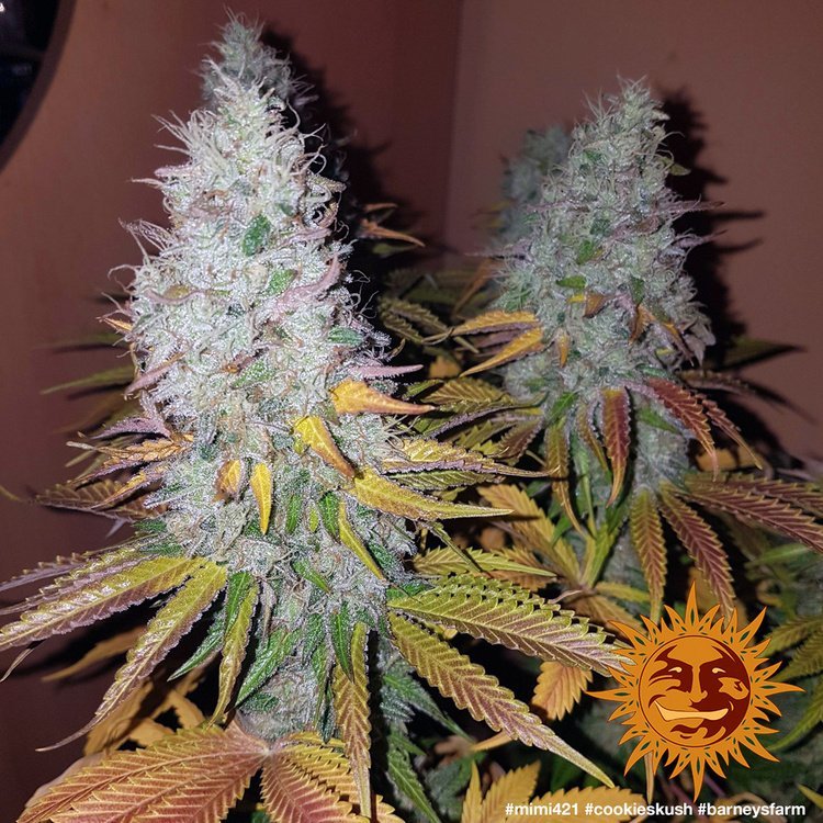 Barneys Farm Cookies Kush 7