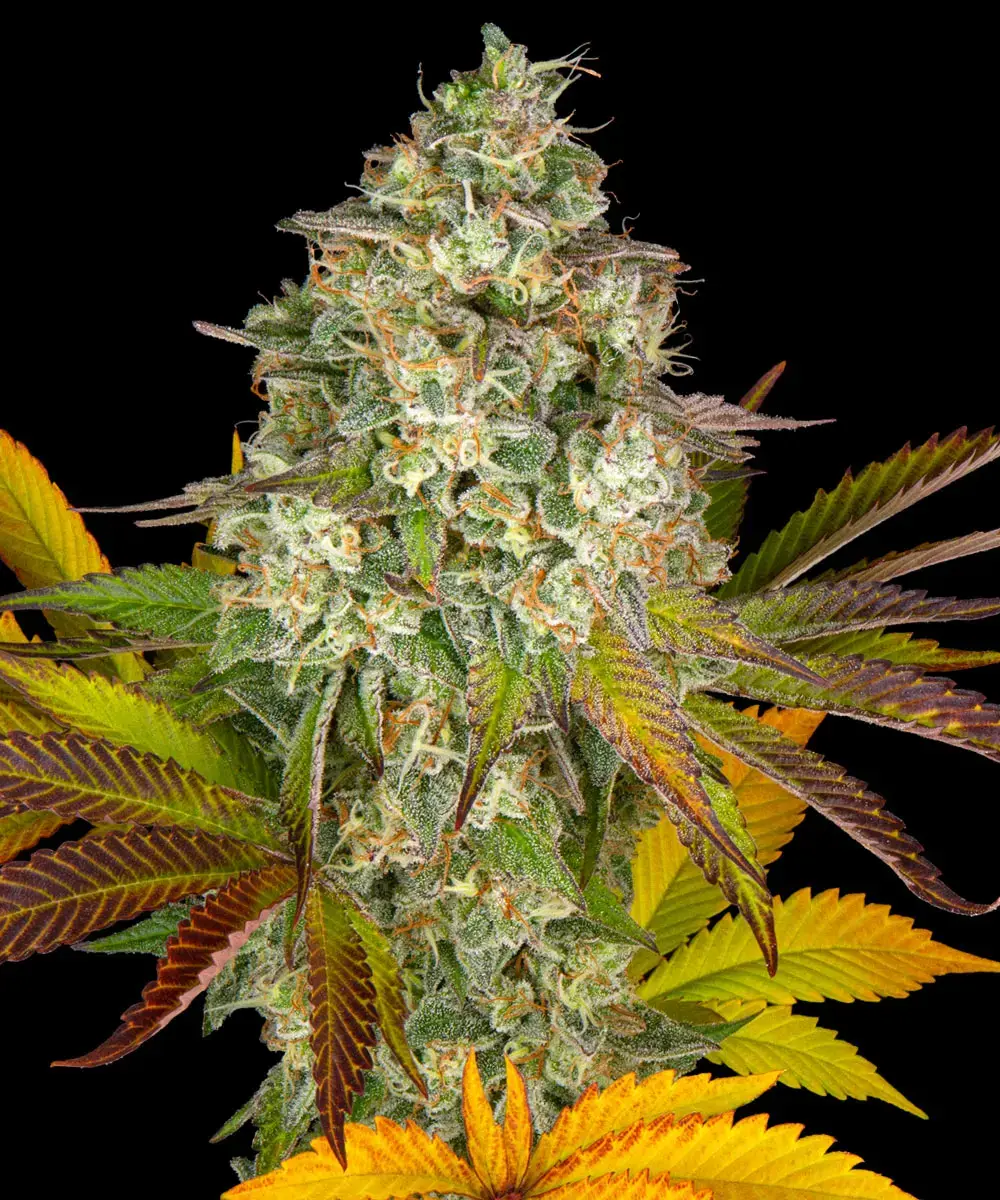 Barneys Farm Cookies Kush Auto