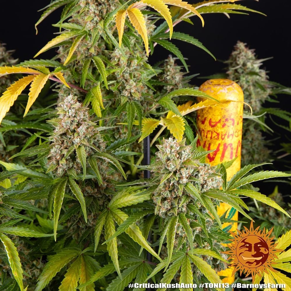 Barneys Farm Critical Kush Auto 7