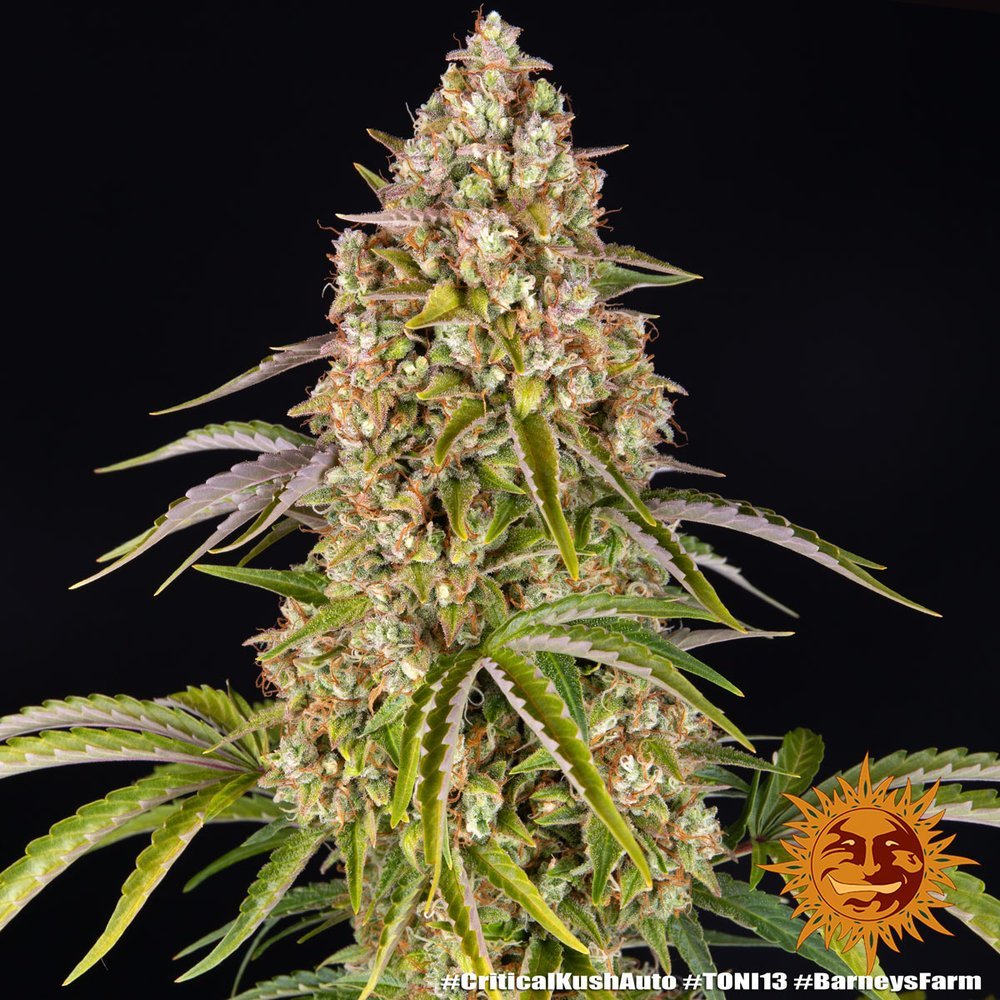 Barneys Farm Critical Kush Auto 8