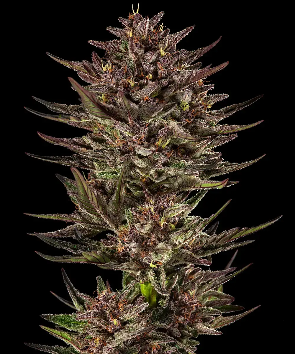 Barneys Farm Frosted Zinn x Cookie Dog Auto 2