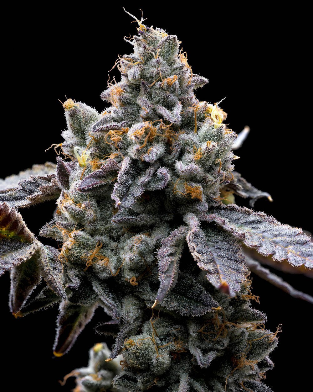 Barneys Farm GMO Cookies 2