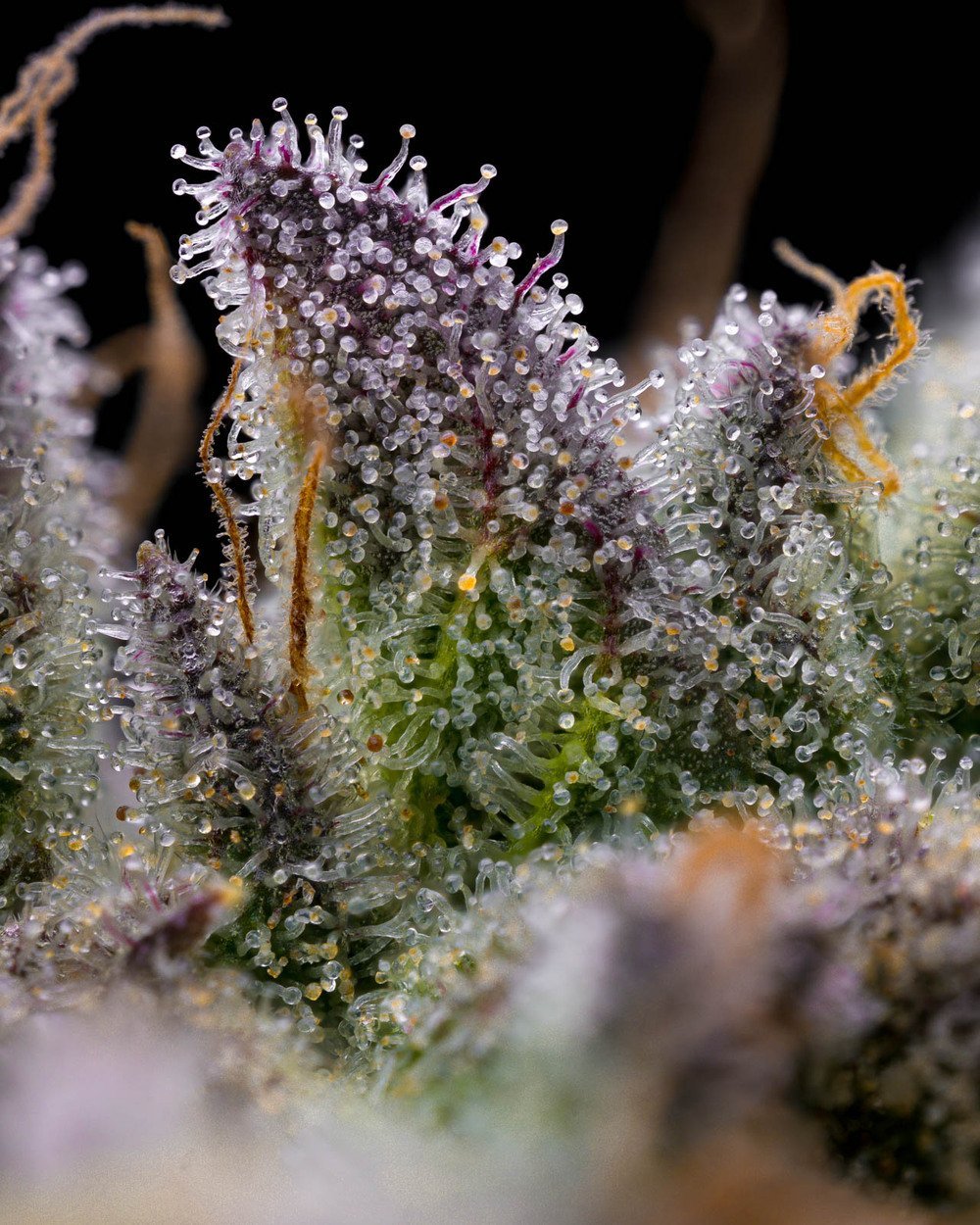 Barneys Farm GMO Cookies 3