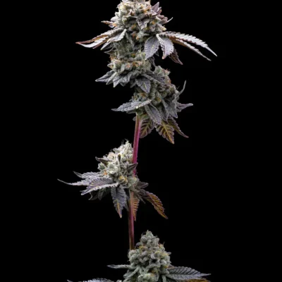 Barneys Farm GMO Cookies