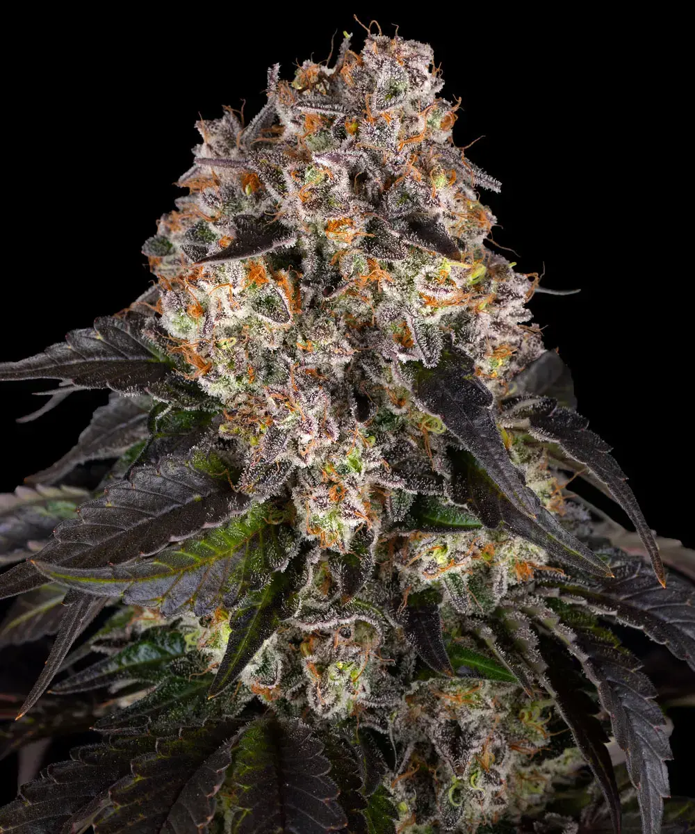 Barneys Farm Girl Scout Cookies